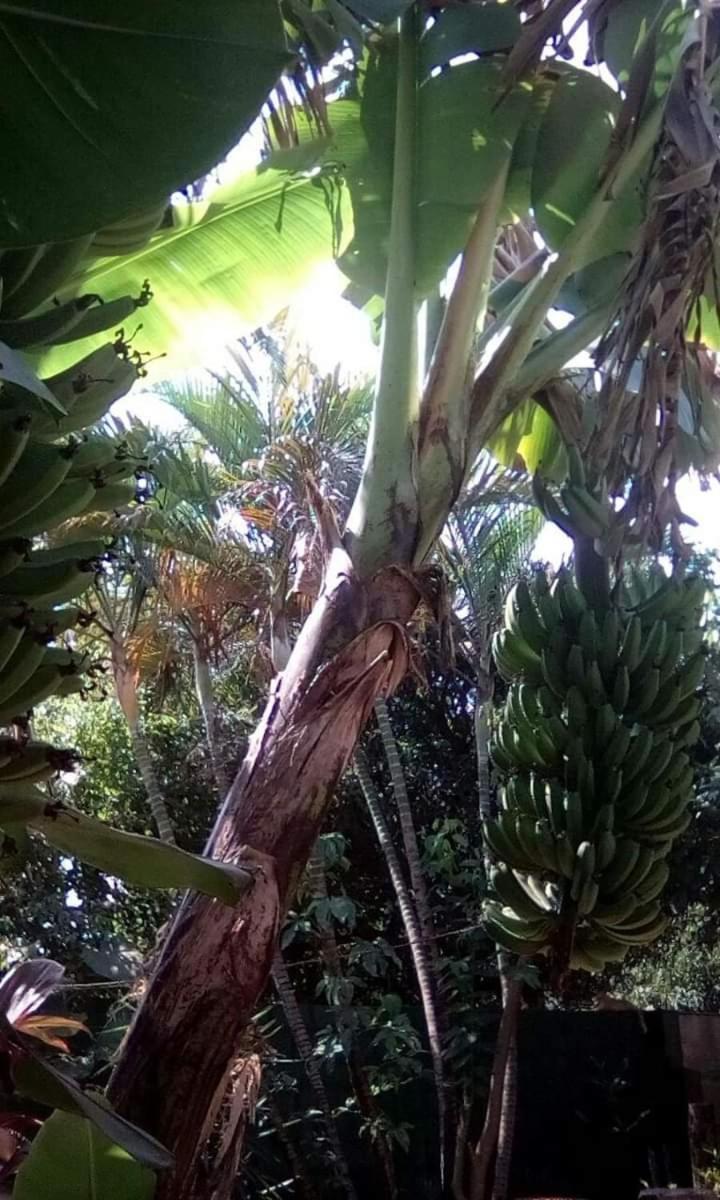 Posada Maria Iguazu Puerto Iguazú Buitenkant foto
